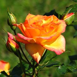 Rose 'Sahara'